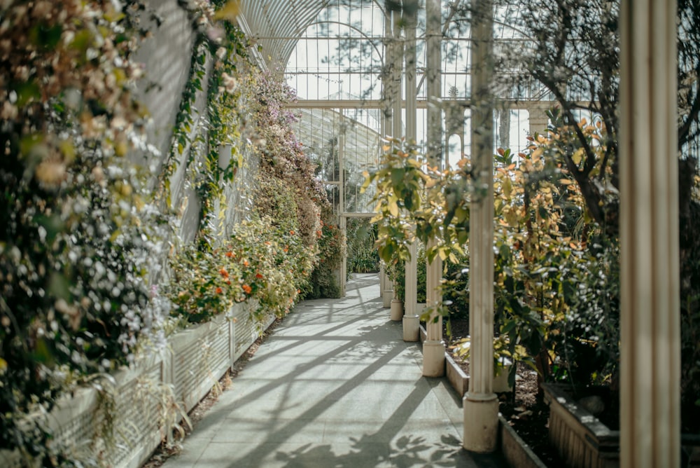 a greenhouse with rows of plants