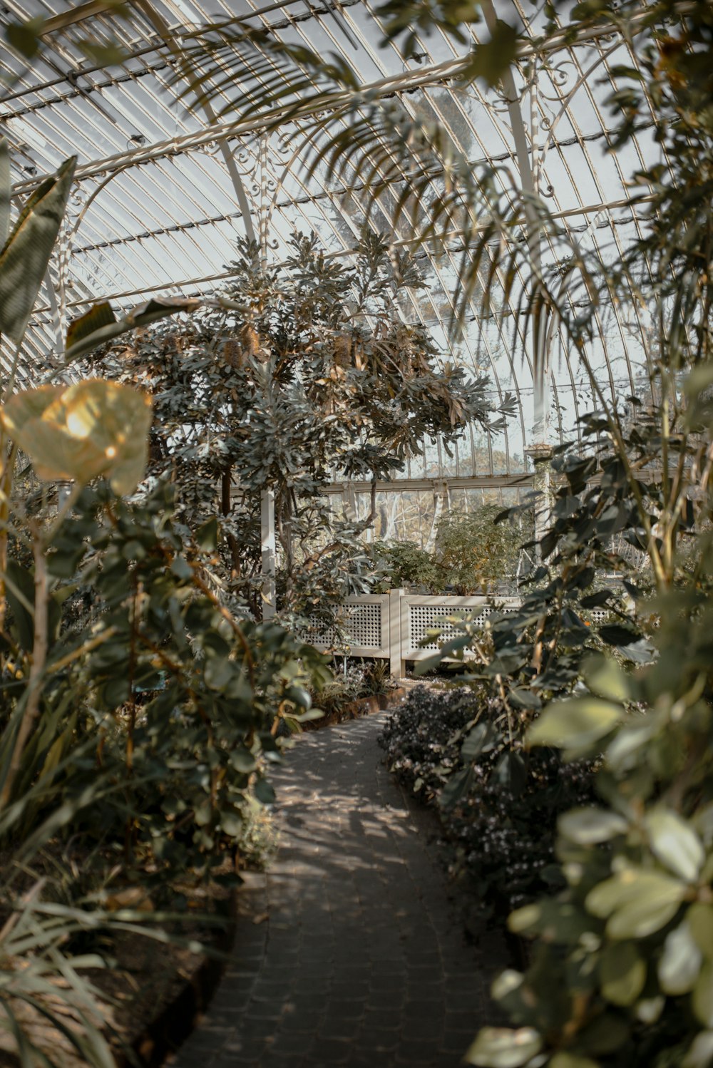 a walkway through a greenhouse