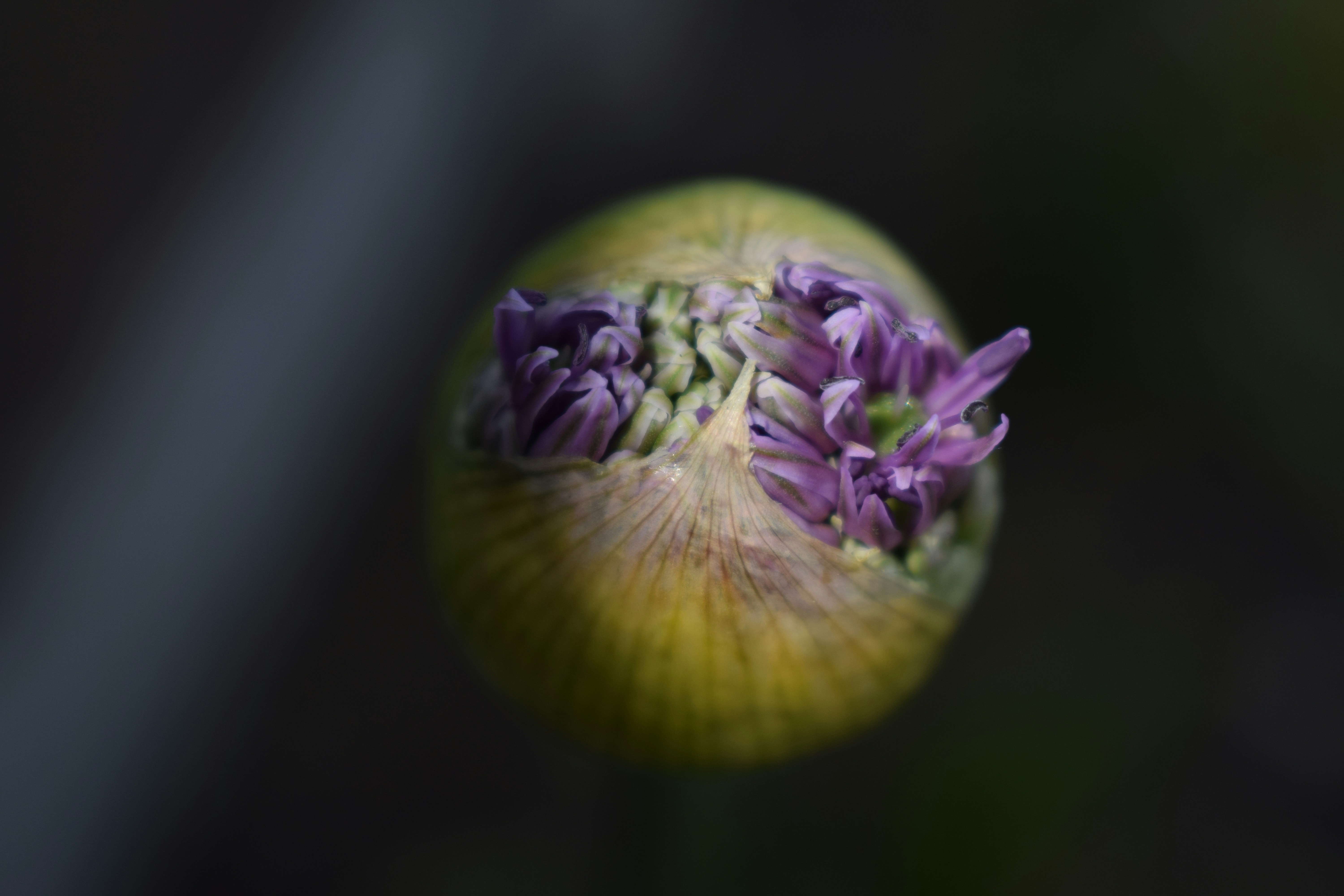 a lemon with purple flowers