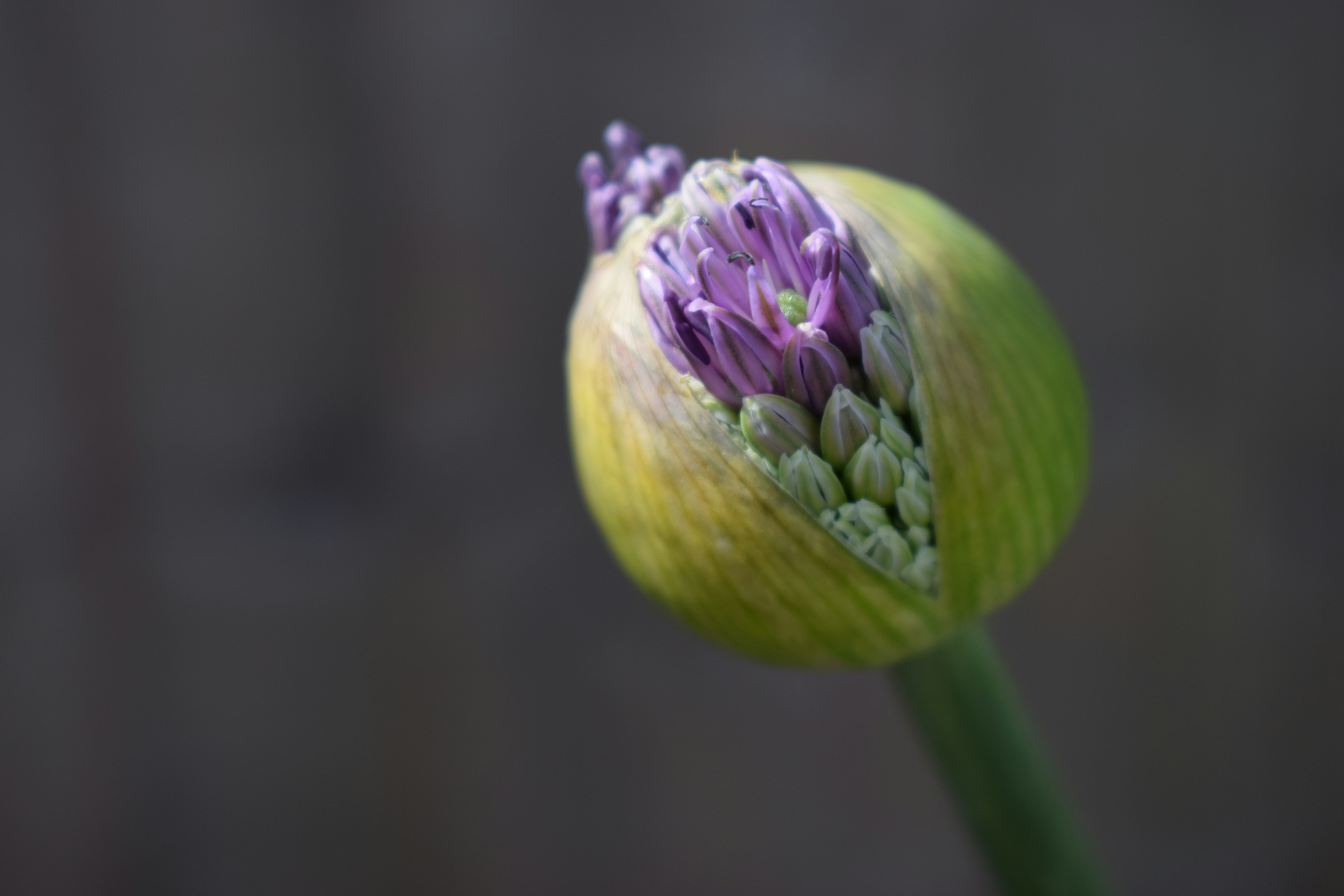 a close up of a flower