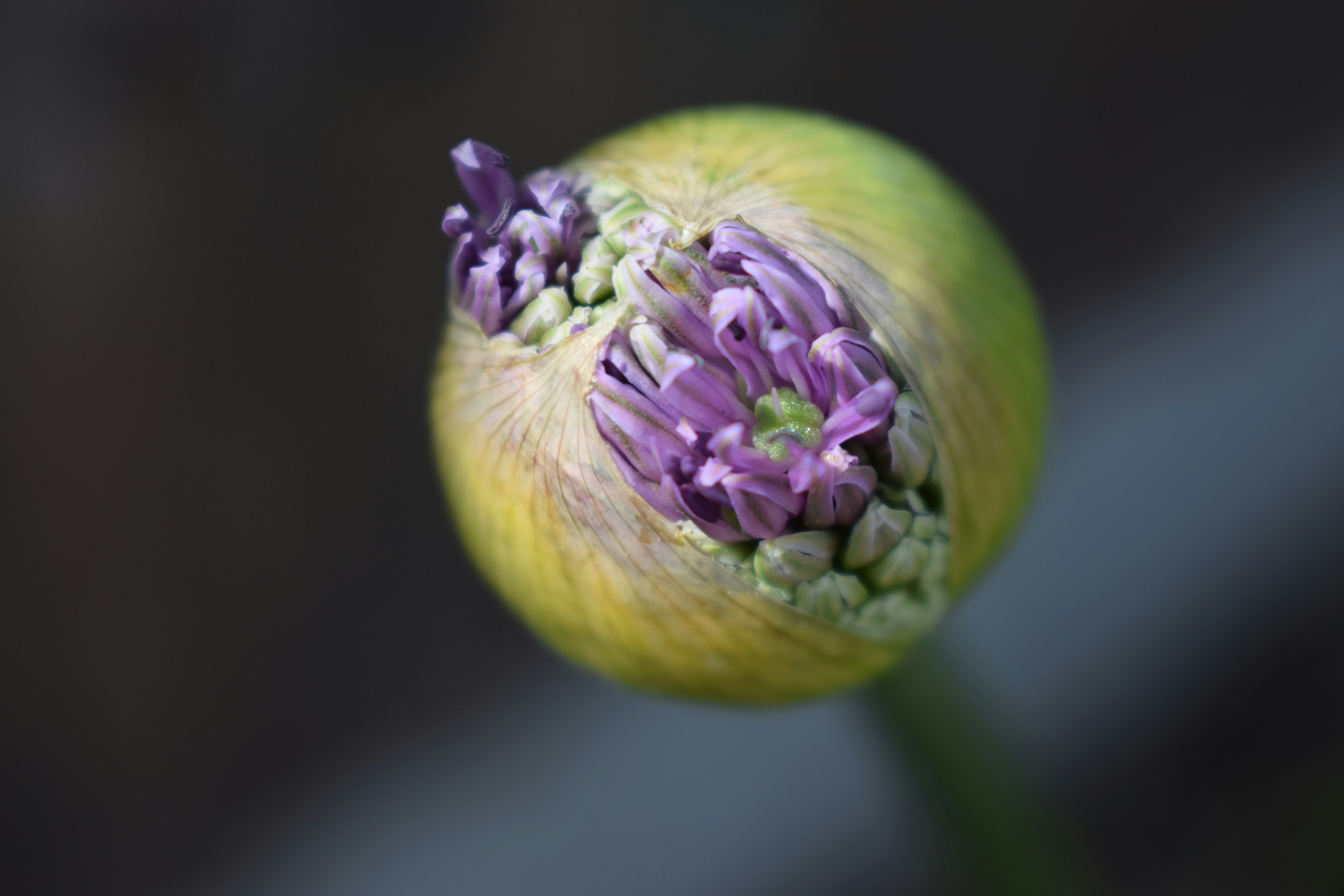 a watermelon with purple flowers