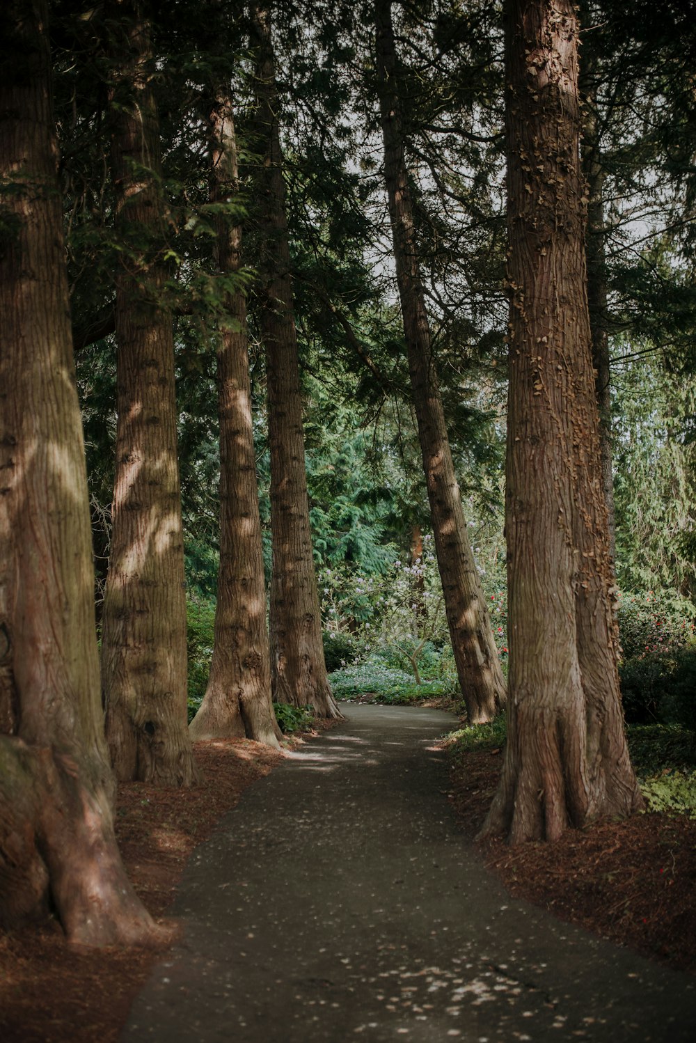 a path through a forest