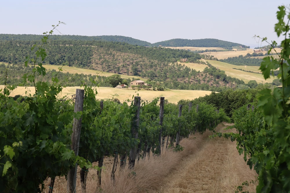 Un campo di piante verdi