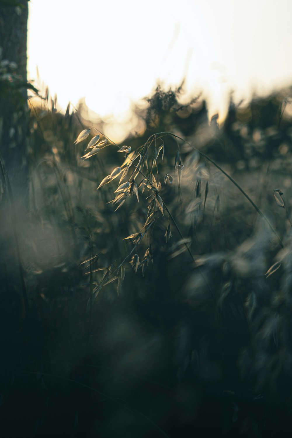 a close up of a plant