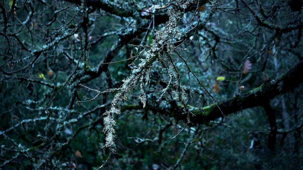 a tree covered in snow