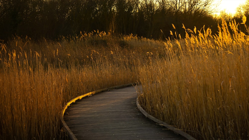a wooden walkway through tall grass