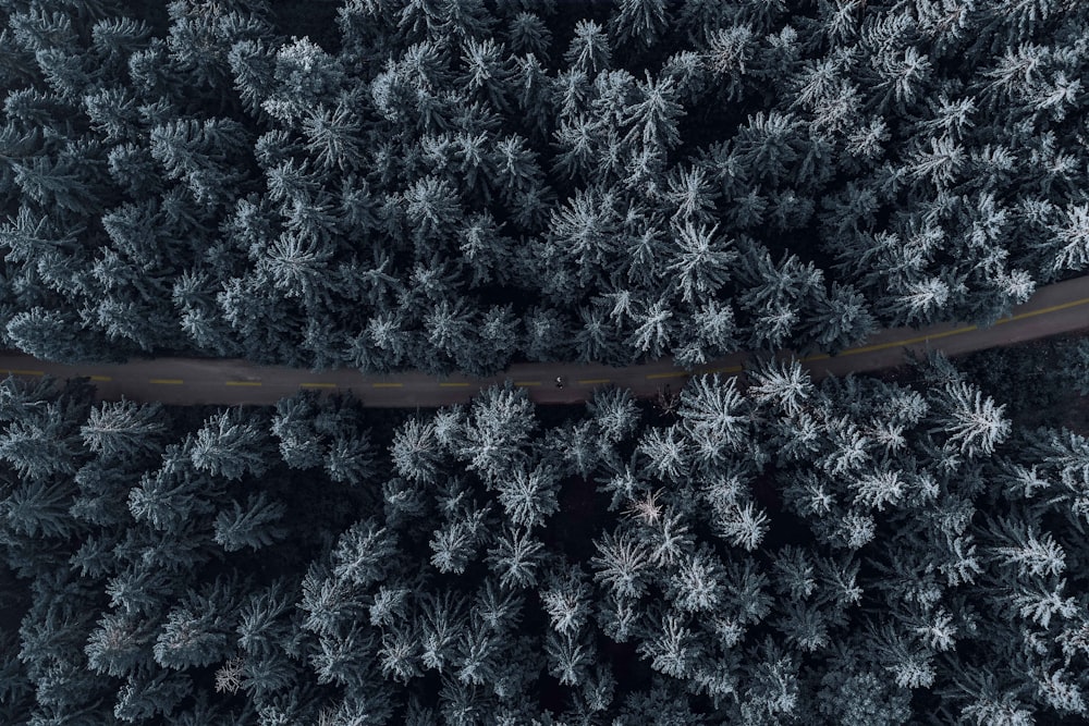 a field of snow