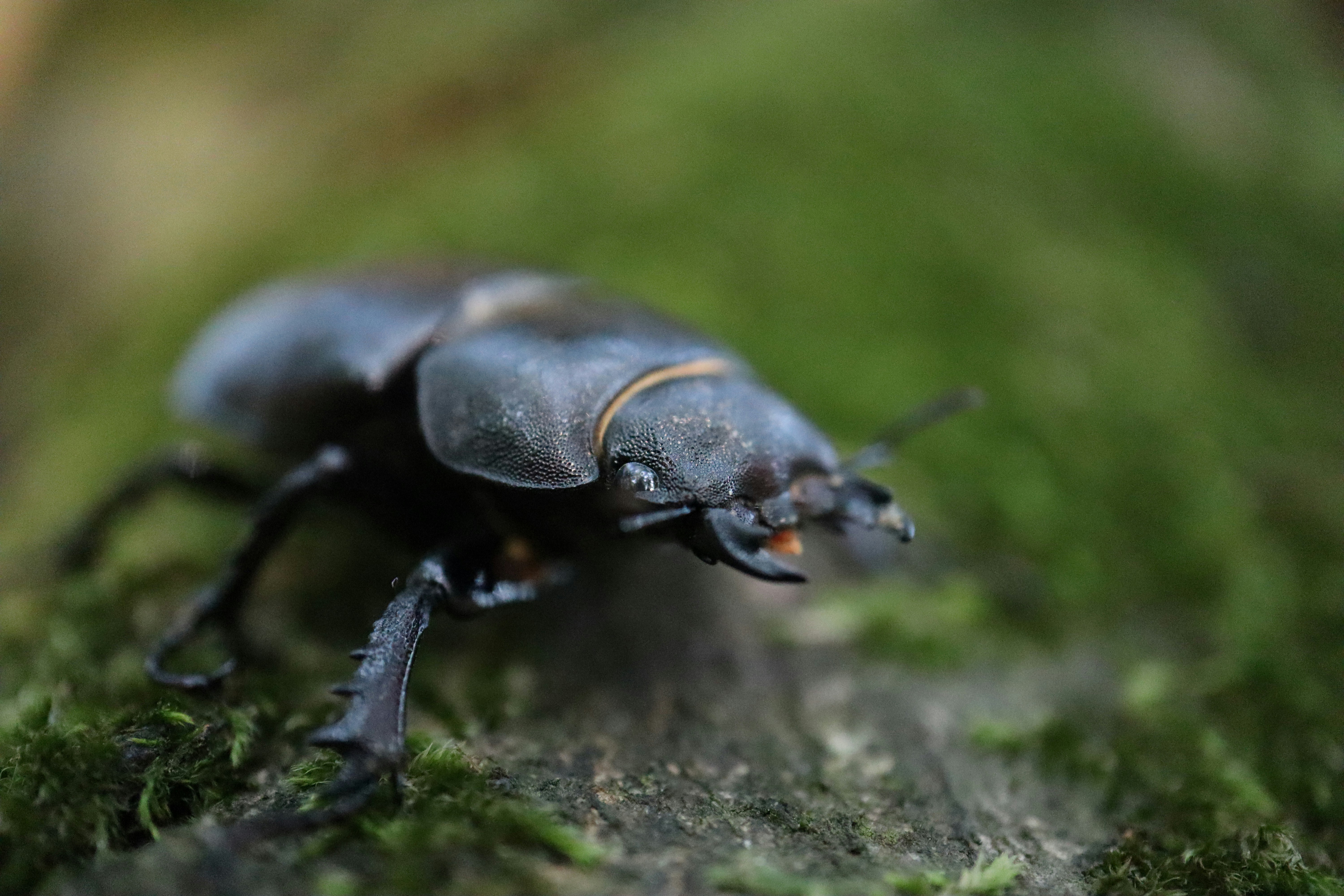 forest insect wallpaper, wallpaper, Macro Photography: Capturing Forest Insects 4