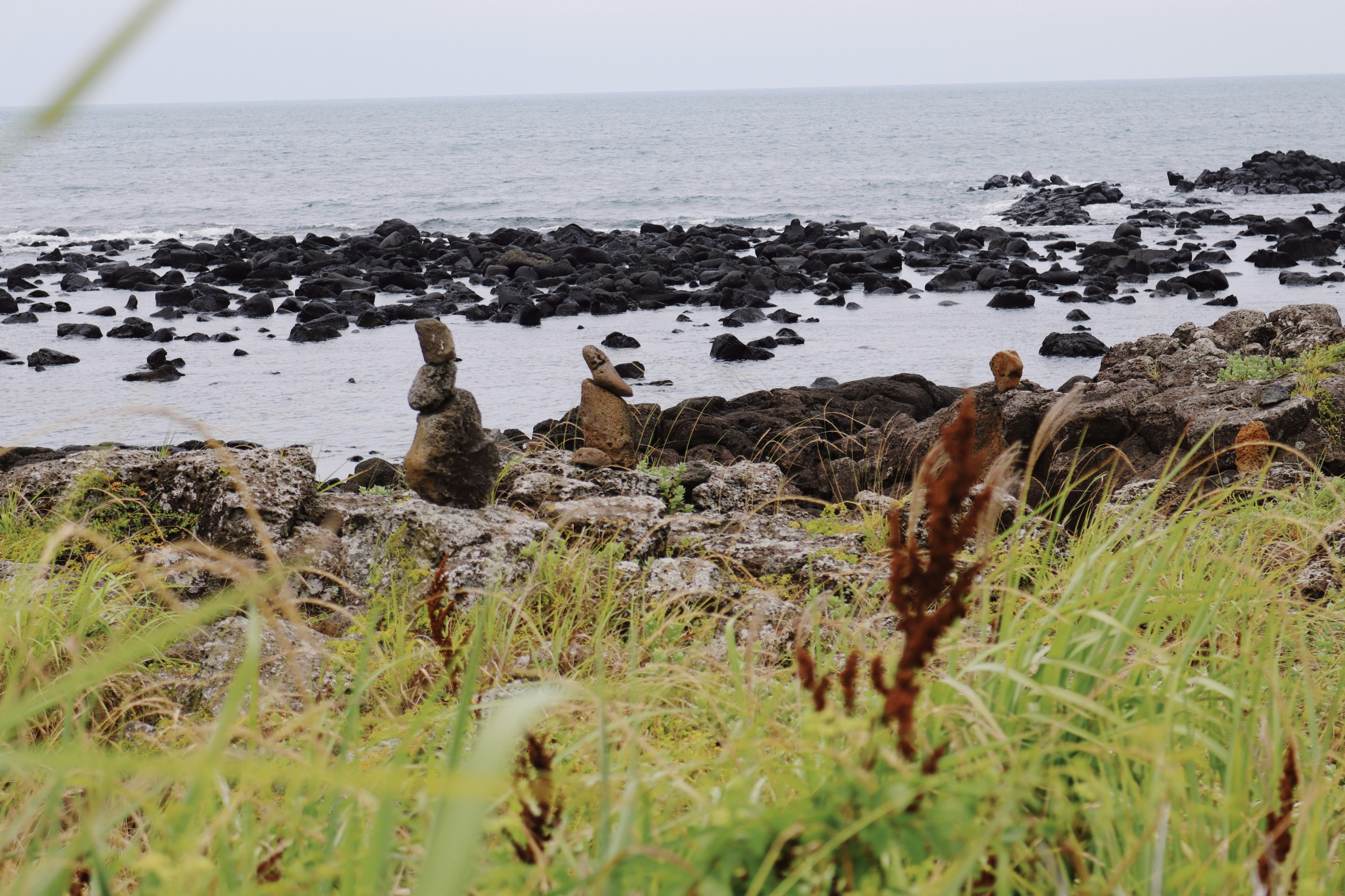 a group of sea animals on a beach