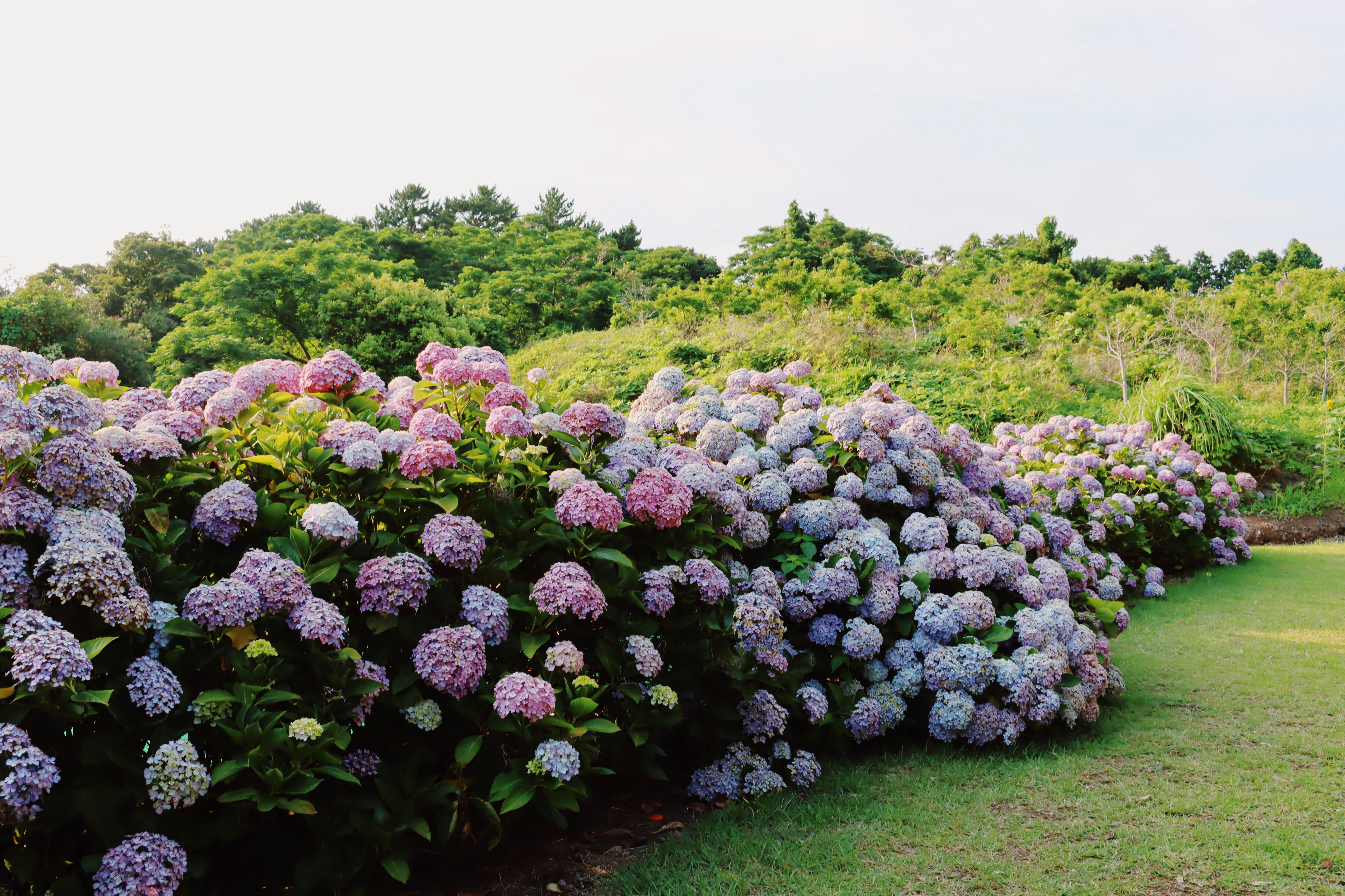 a garden of purple flowers