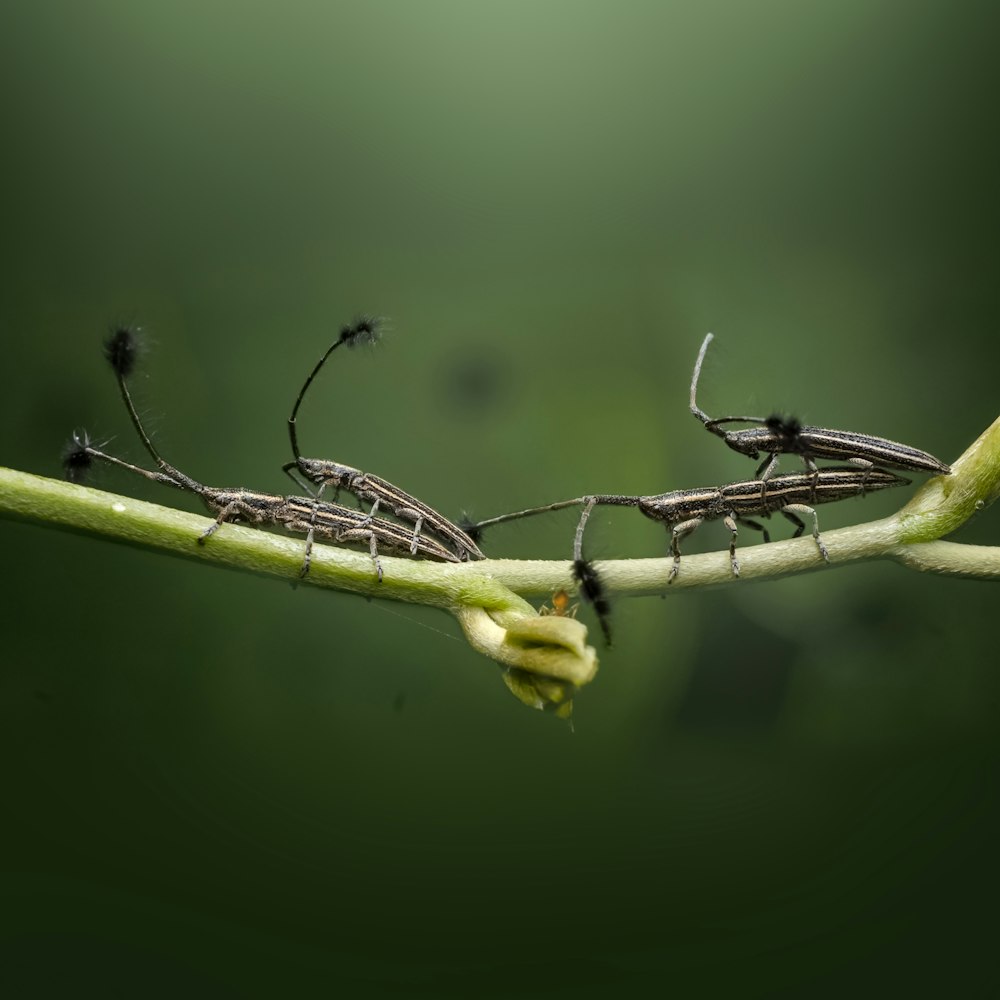 a couple of ants on a branch
