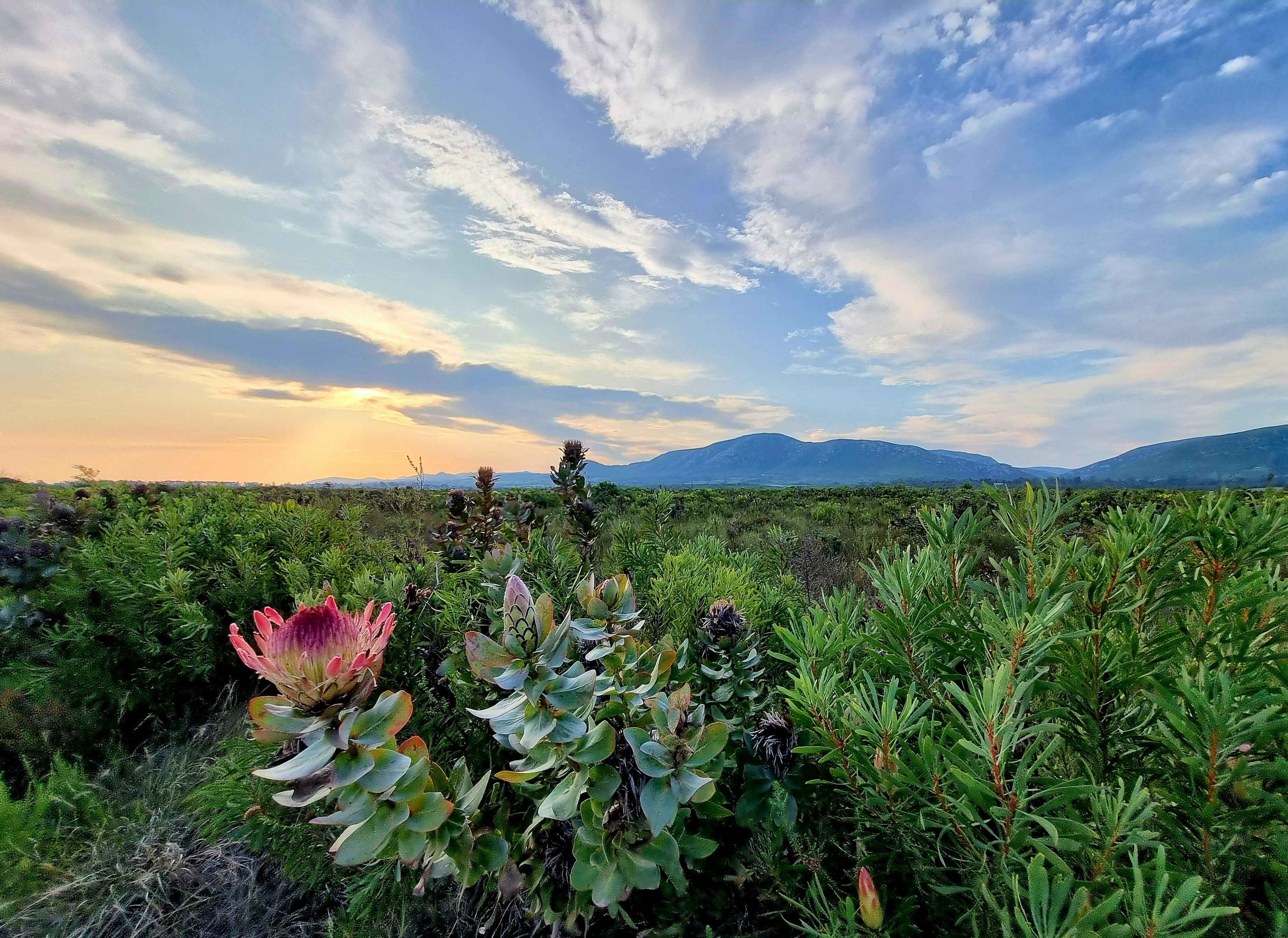 Un campo de plantas con montañas al fondo