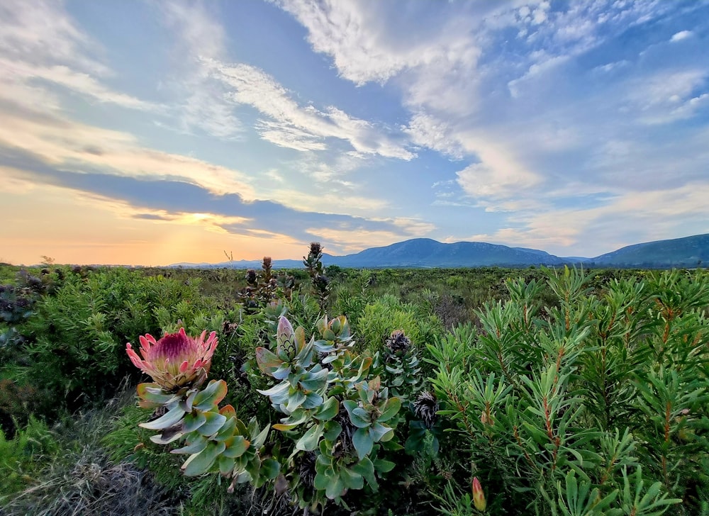 a field of plants with mountains in the background