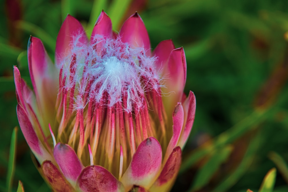 a close up of a flower