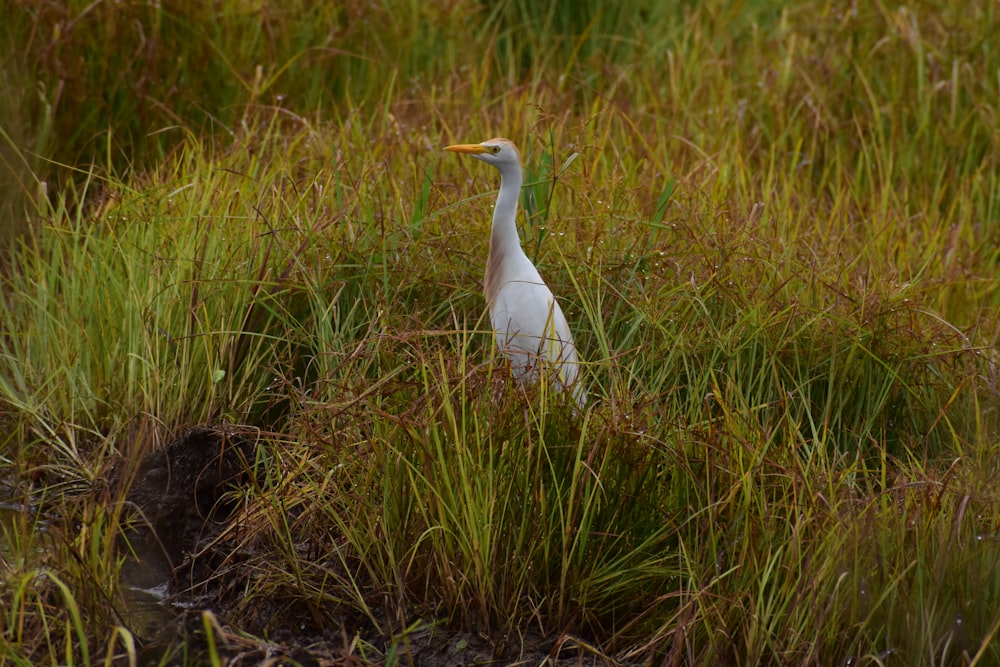 a bird stands in a grassy area