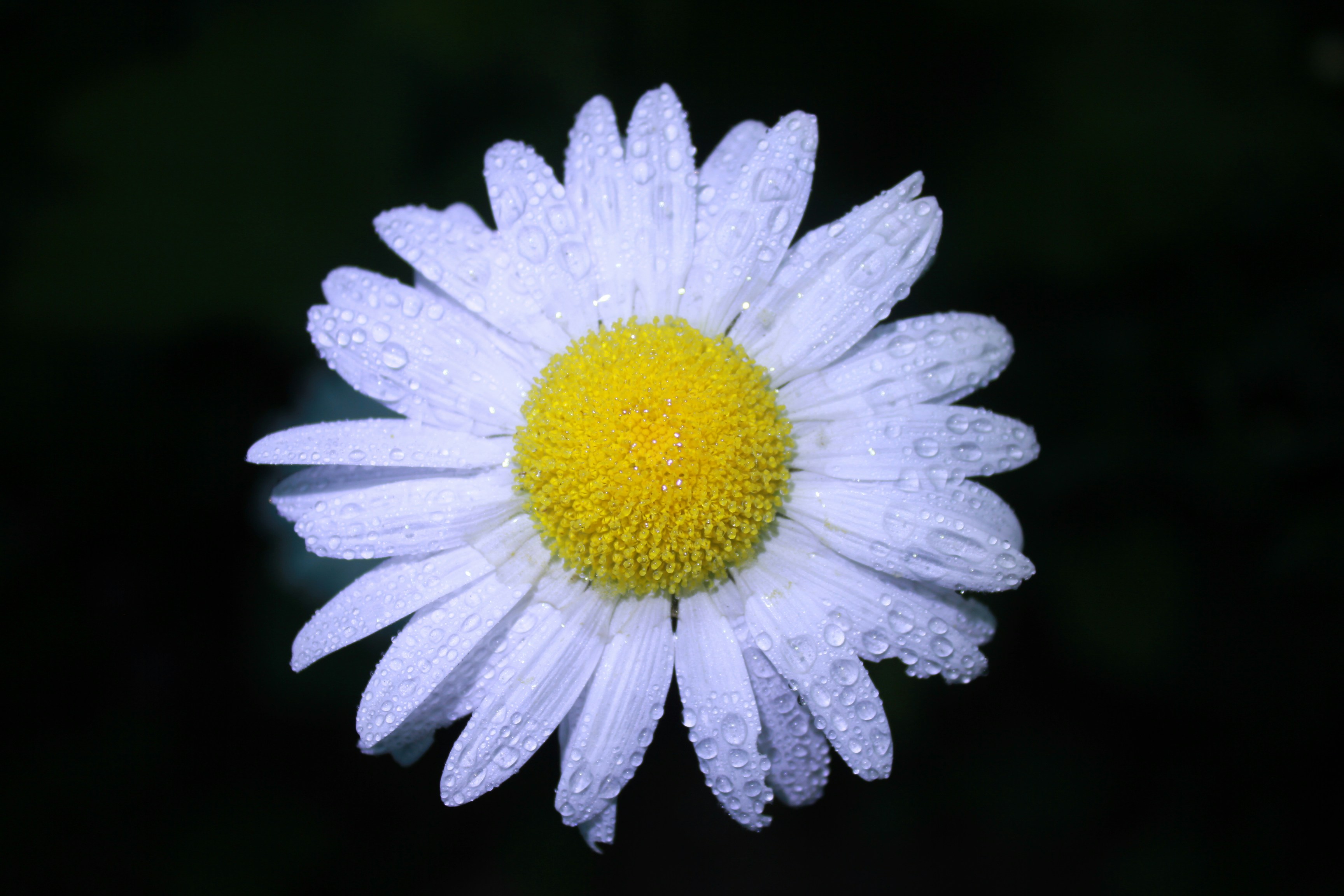 Blooming chamomile with fluffy inflorescence in full bloom. Bright floral landscape with fresh blooming chamomile. Chamomile in water drops
