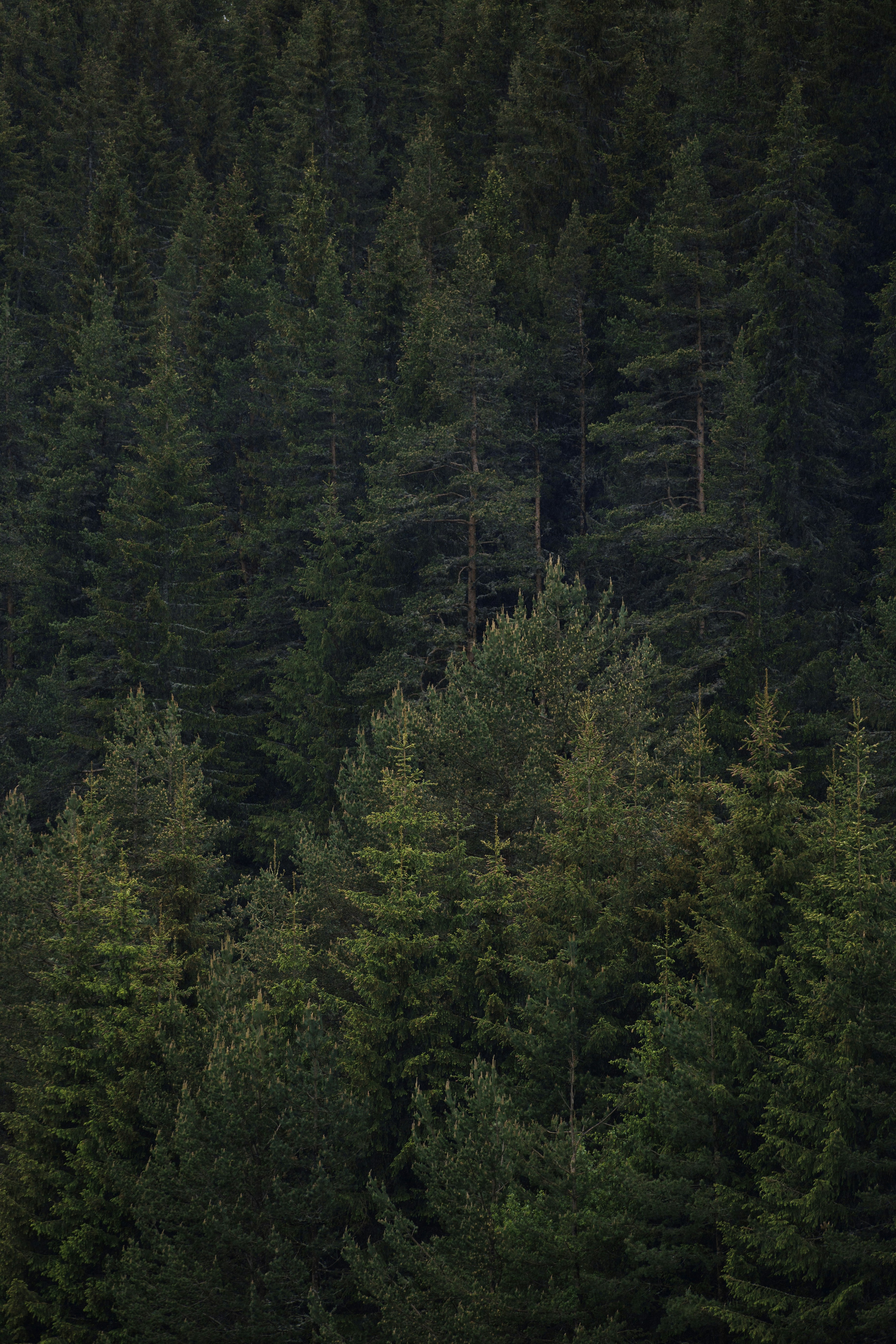 Photo by longlitsense