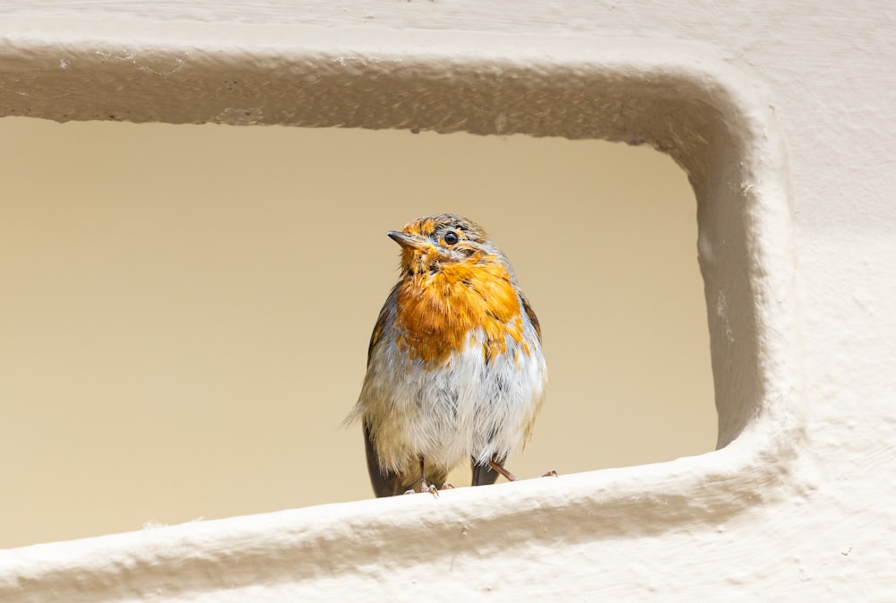 a bird standing on a ledge