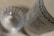 A close-up of a glass with intricate patterns alongside a partial view of a bottle with a label displaying text details. The focus is on the bottle, highlighting its branding.