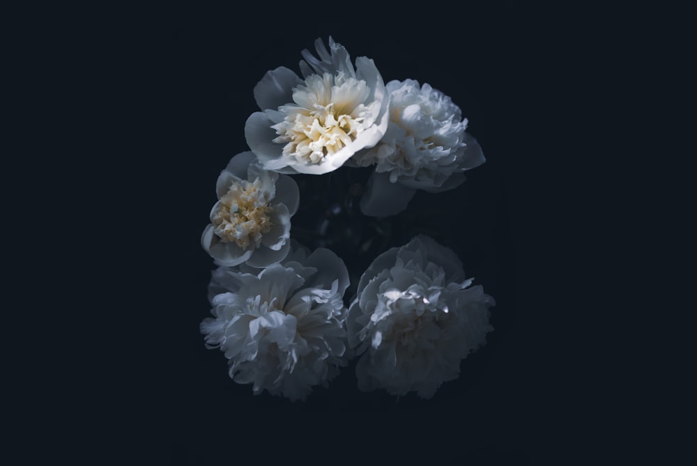 a group of white flowers