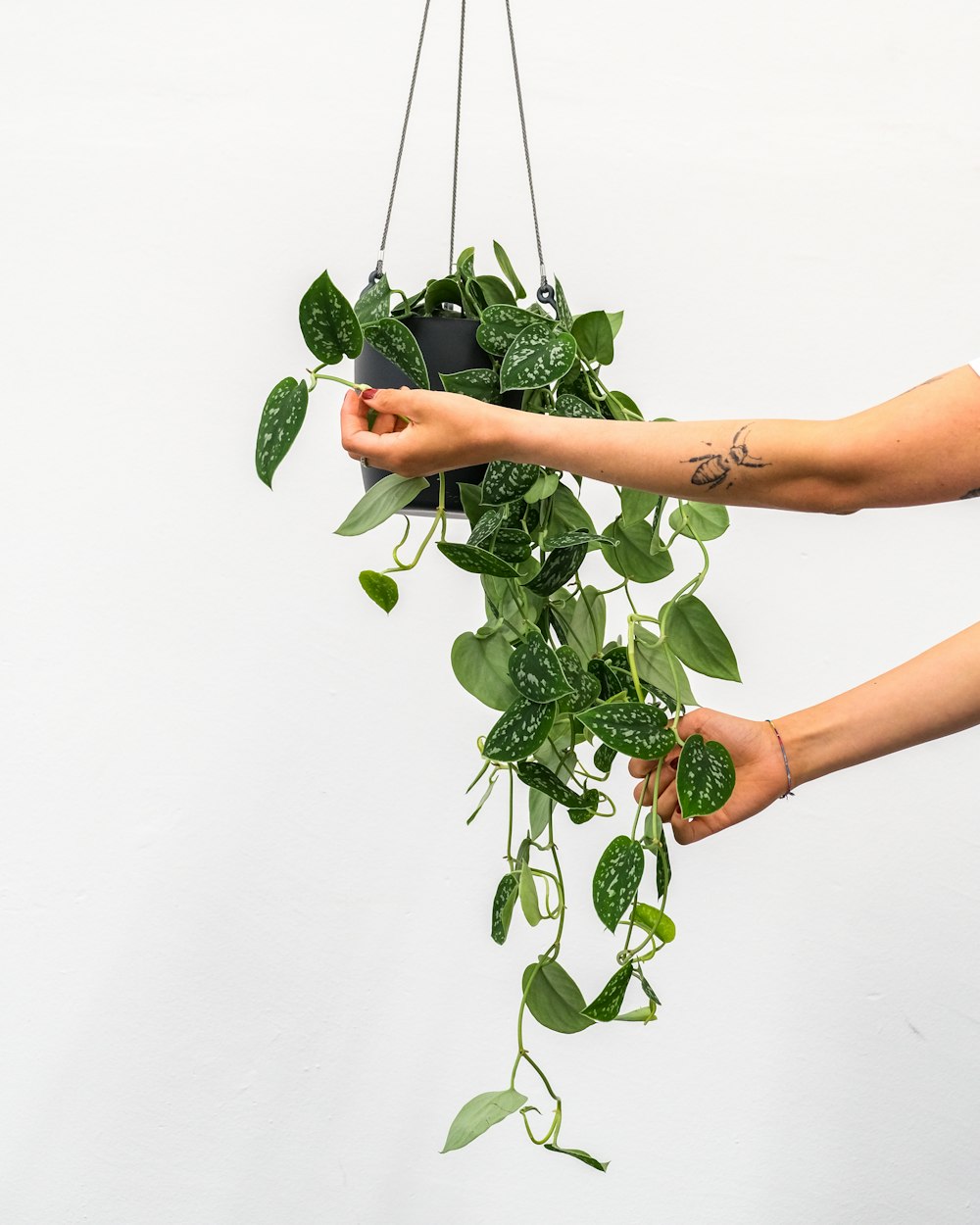 a person holding a plant