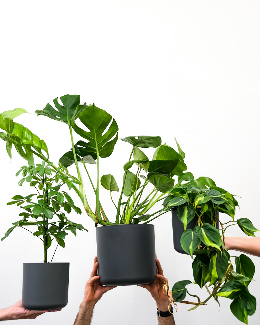 hands holding black pots with green leaves