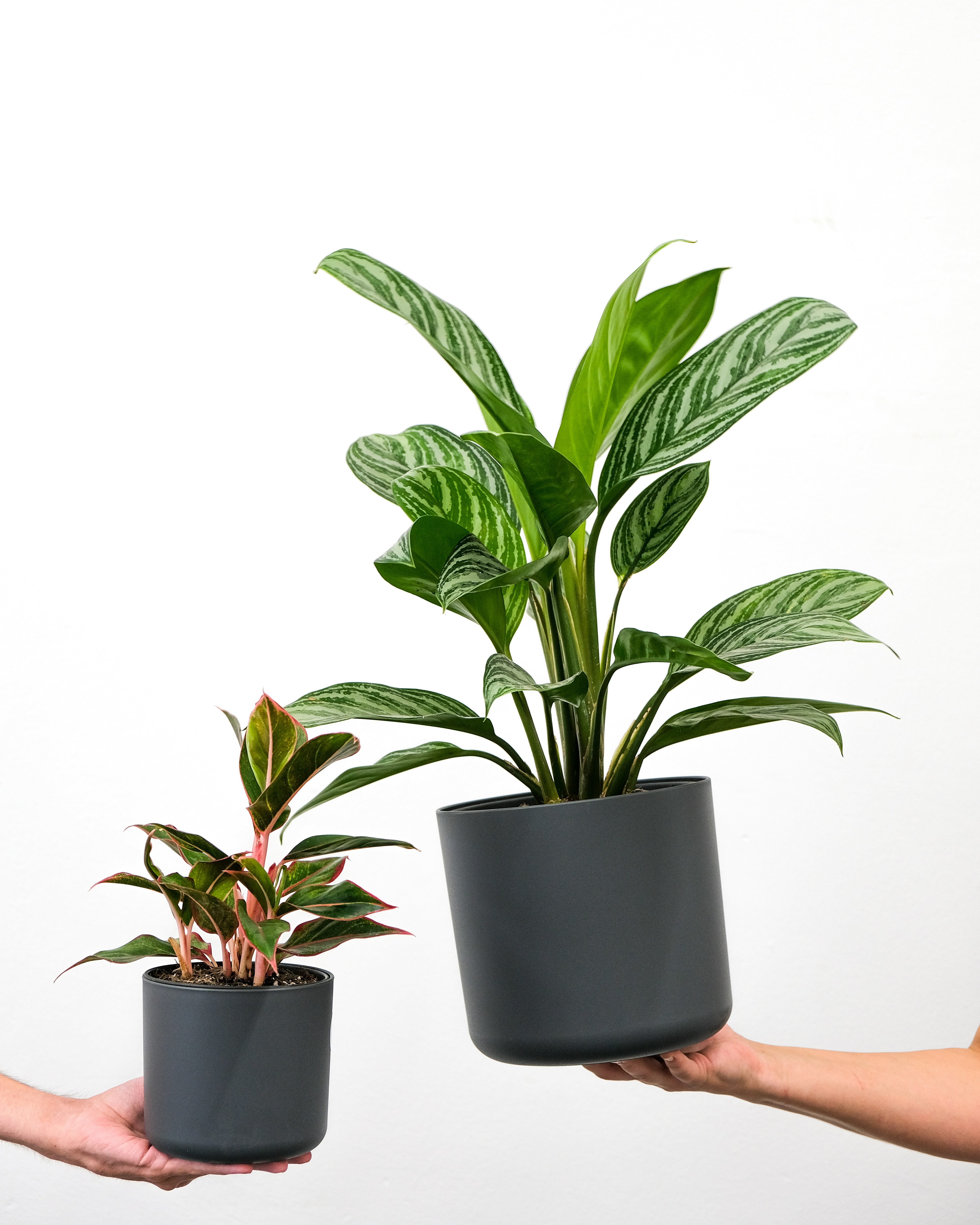 Photo by feeypflanzen