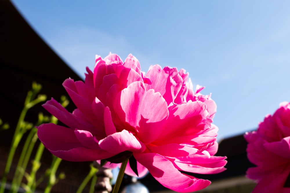 a close up of a flower