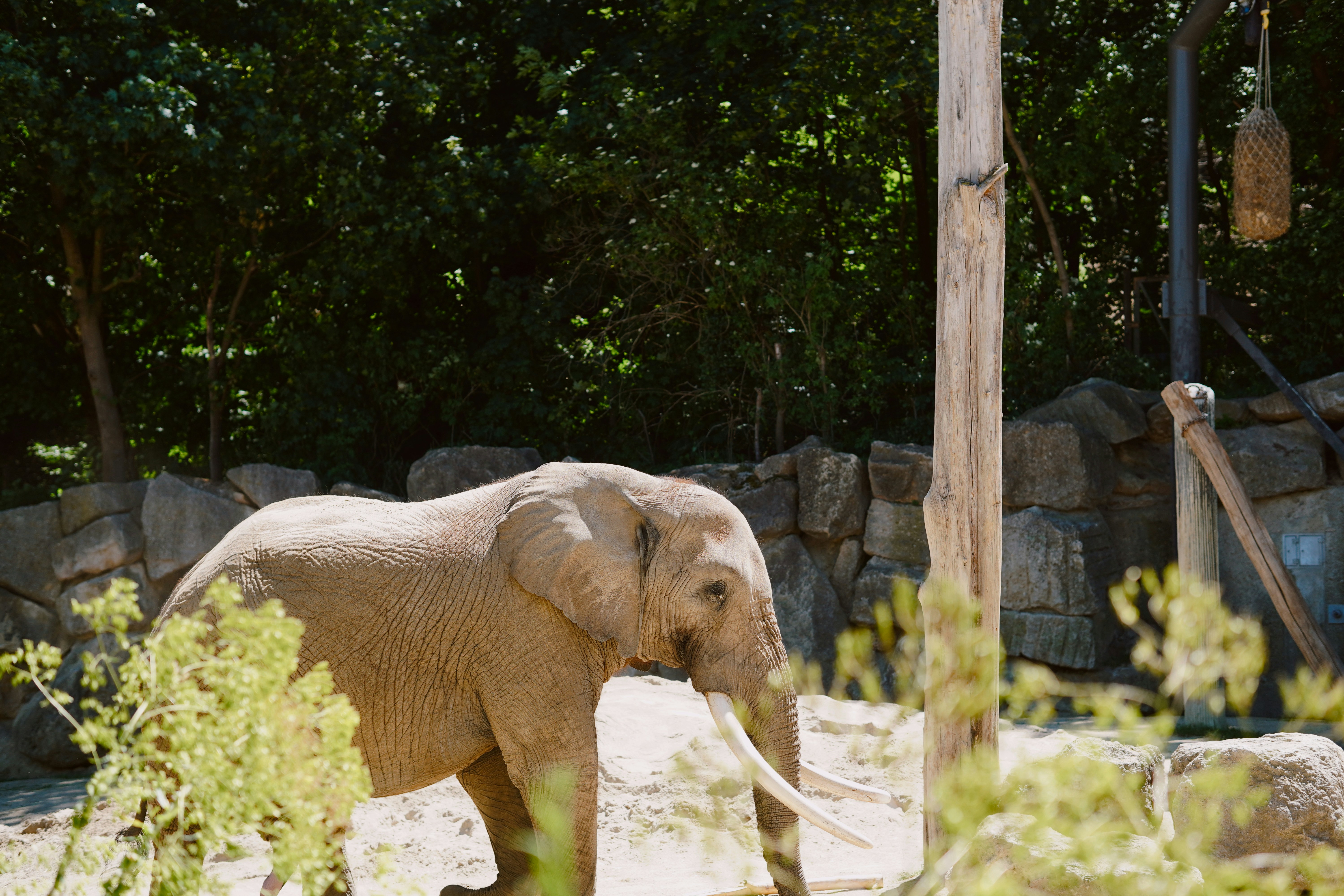 Ein Elefant in einer Zoo-Ausstellung