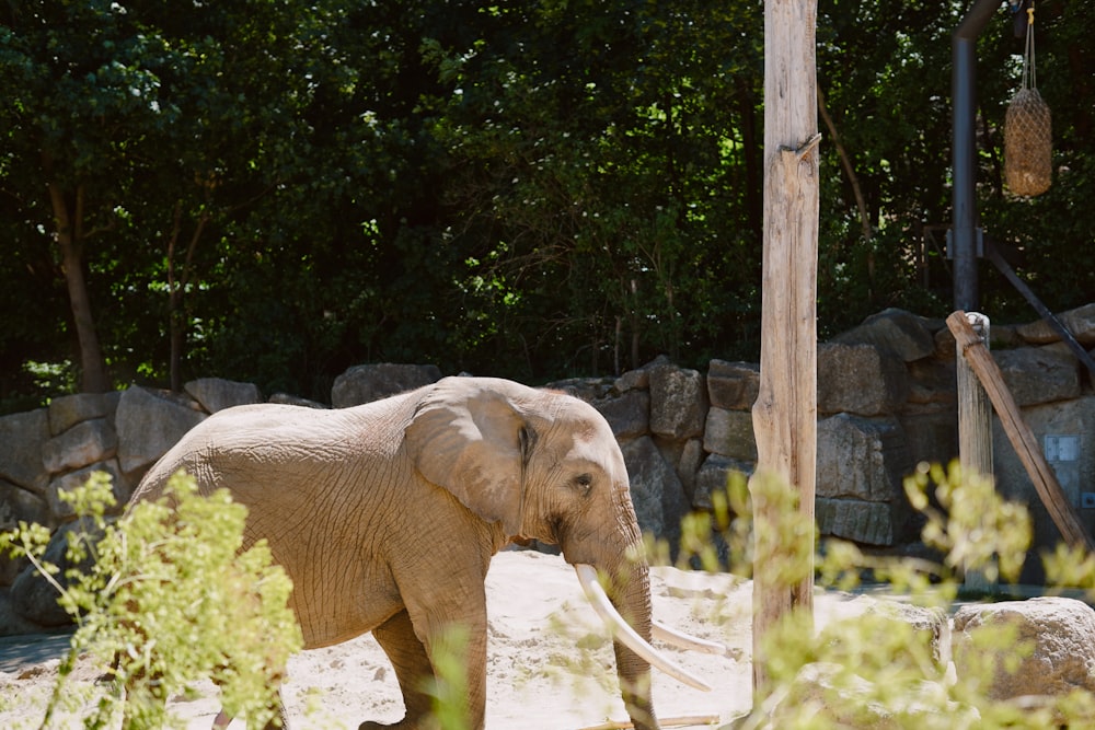 an elephant in a zoo exhibit