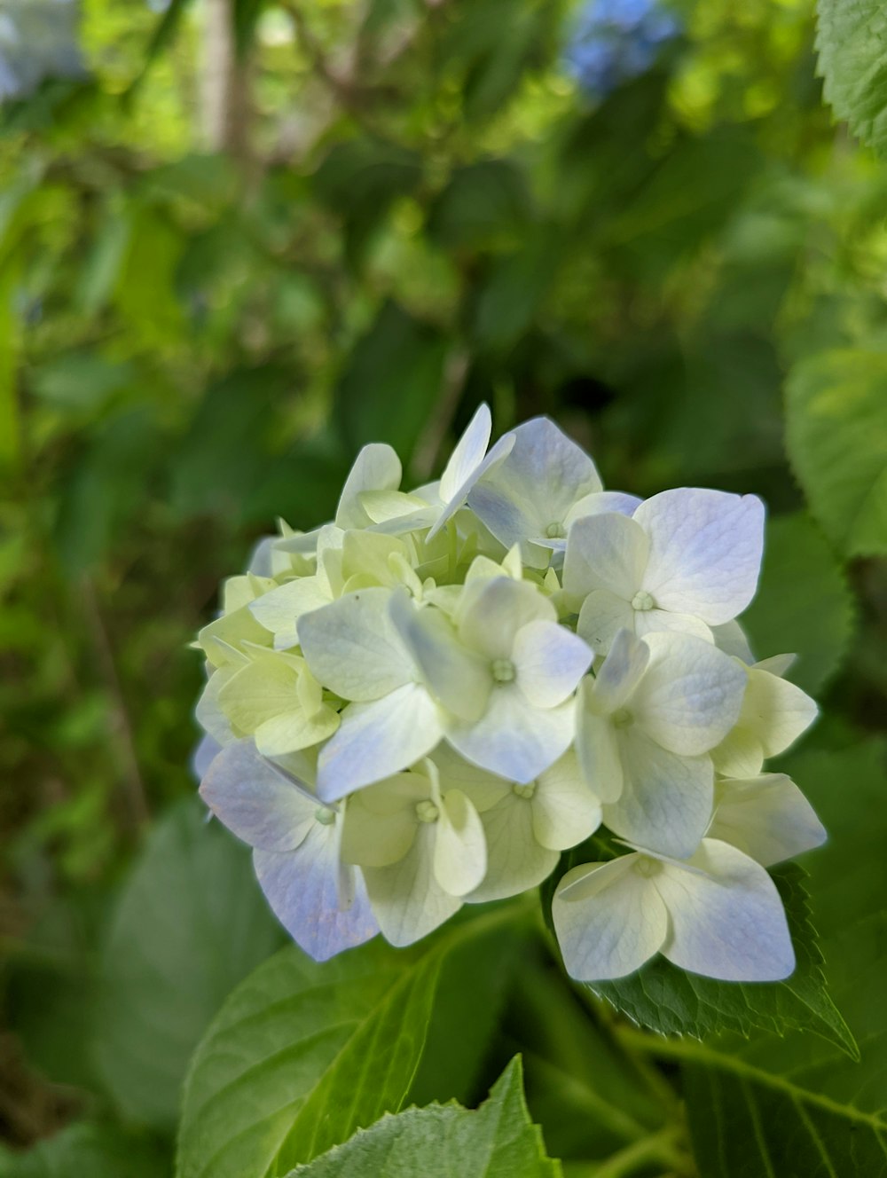 a close up of a flower