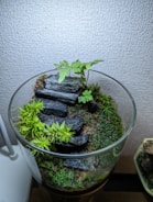 A beautifully arranged custom terrarium featuring lush greenery and decorative stones.