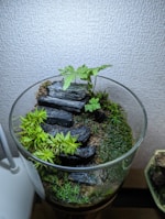 A glass container holds a small terrarium with lush greenery, including moss and ferns. Arranged elegantly, several flat, dark stones are layered like a staircase. The overall setting creates a miniature landscape with a natural and tranquil appearance against a textured wall background.