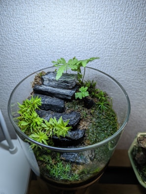 A glass container holds a small terrarium with lush greenery, including moss and ferns. Arranged elegantly, several flat, dark stones are layered like a staircase. The overall setting creates a miniature landscape with a natural and tranquil appearance against a textured wall background.