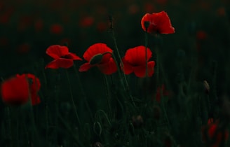 a group of red flowers