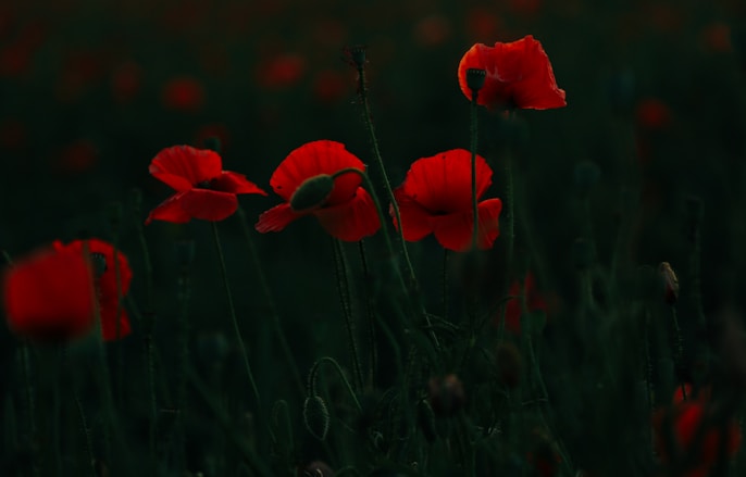 a group of red flowers