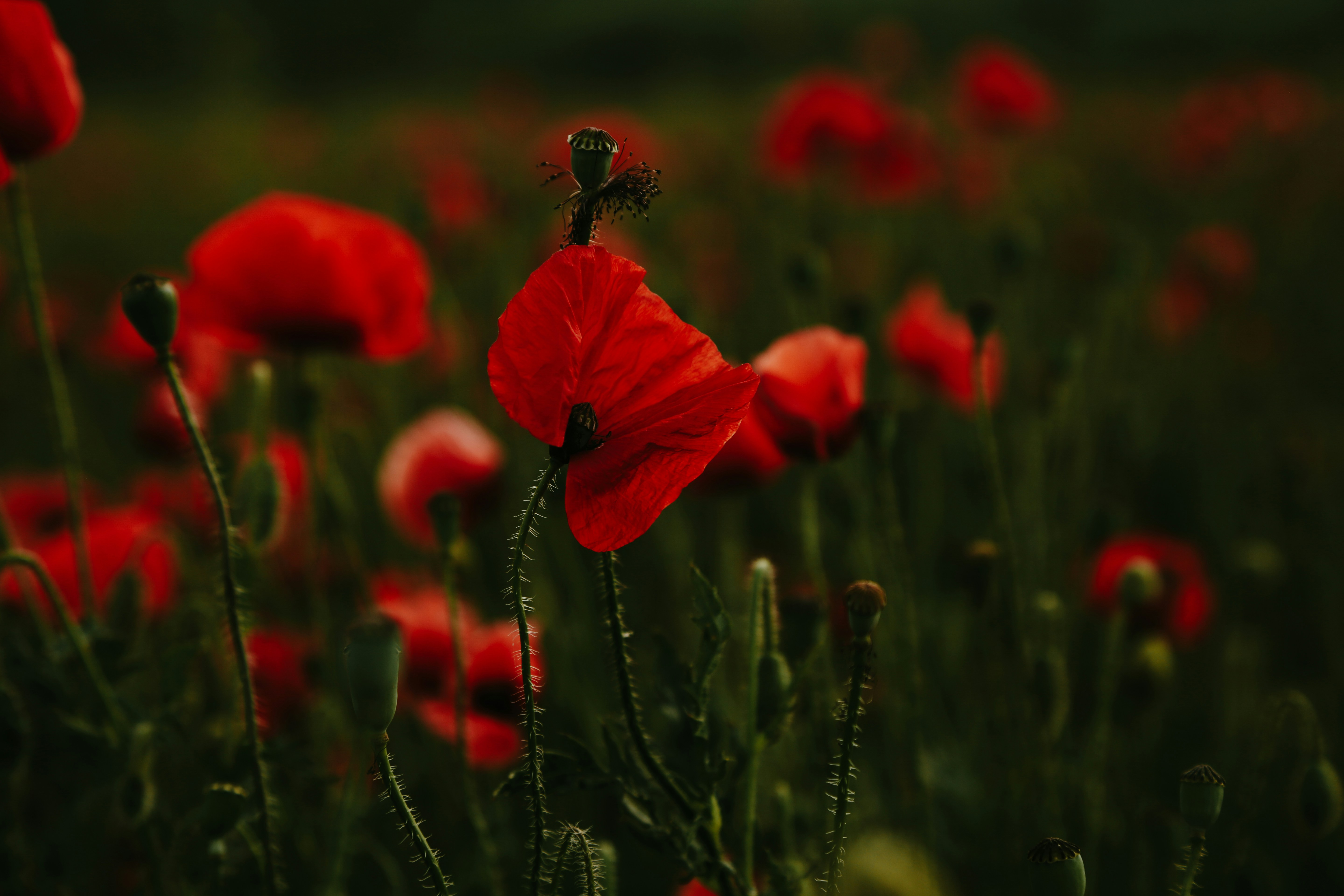 Photo by valentinbalan