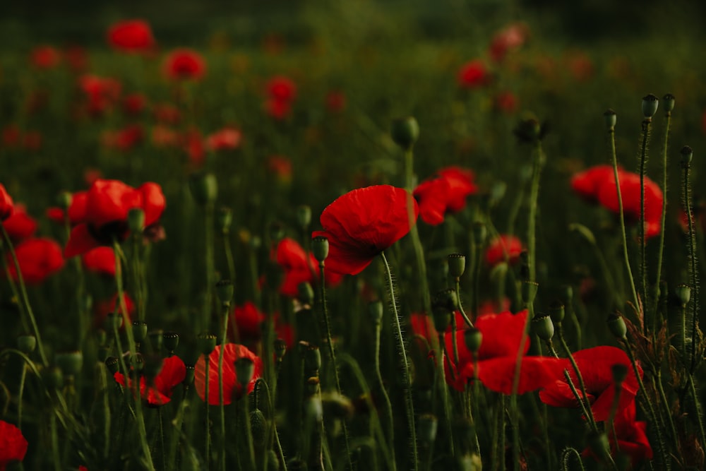 a field of red flowers