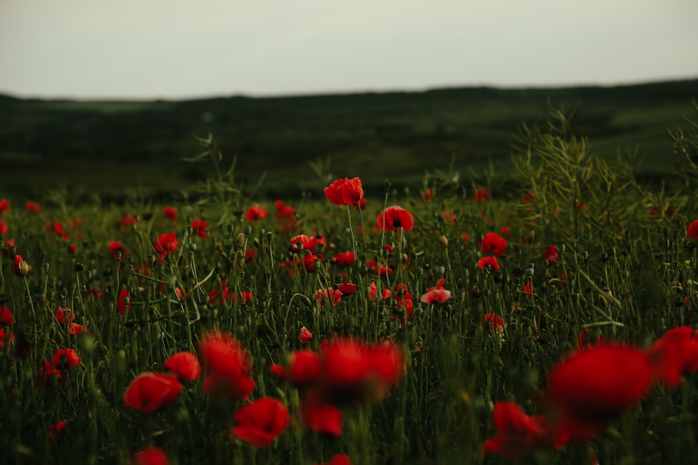 a field of red flowers