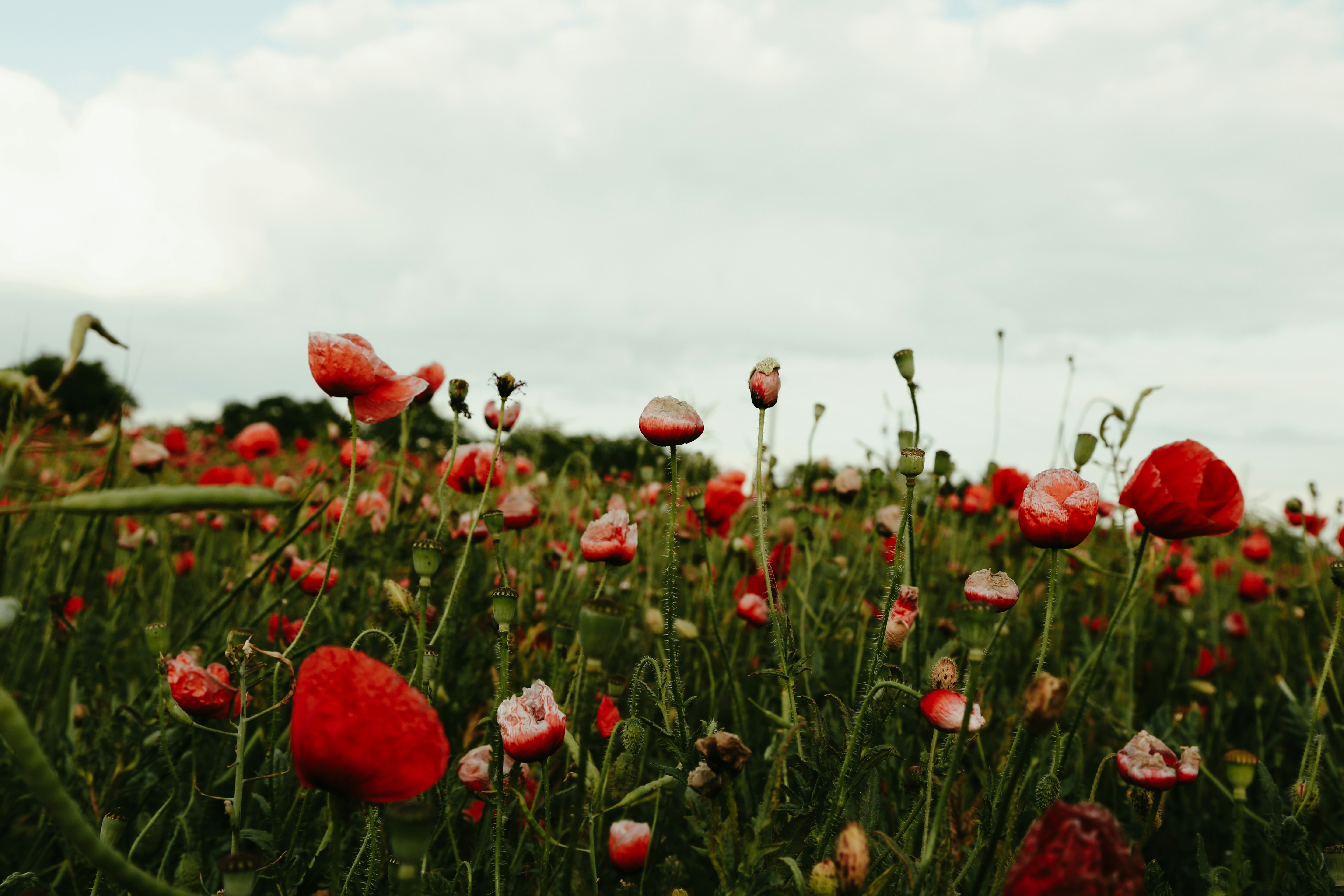 Photo by valentinbalan