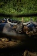 Close-up of a water buffalo calf resting near its mother in a green pasture.