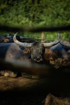 Close-up of a water buffalo calf resting near its mother in a green pasture.
