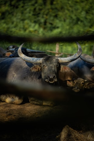 Rows of healthy buffaloes resting comfortably under shaded areas on the farm.