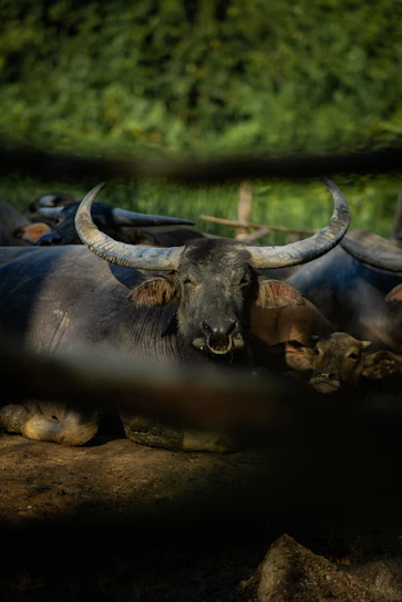 A strong Murrah buffalo resting in a shaded farmyard with a backdrop of Indian countryside.