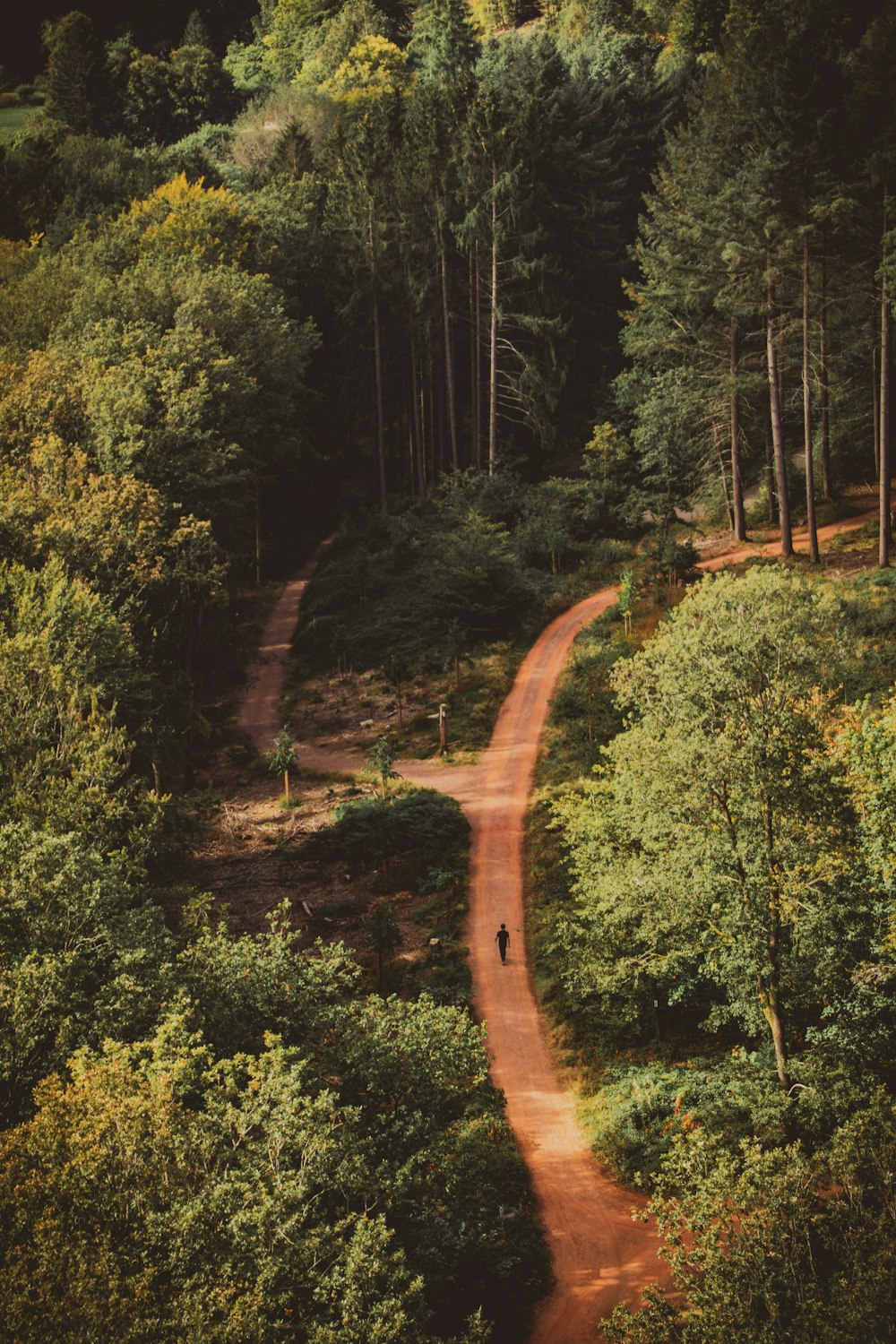 a dirt road surrounded by trees