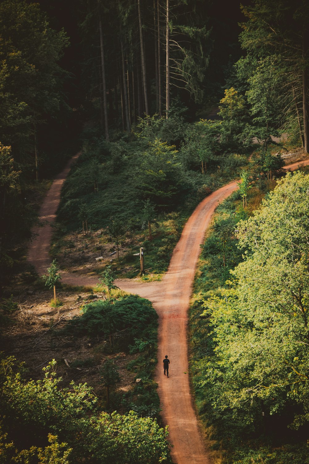 a person walking on a dirt path in a forest