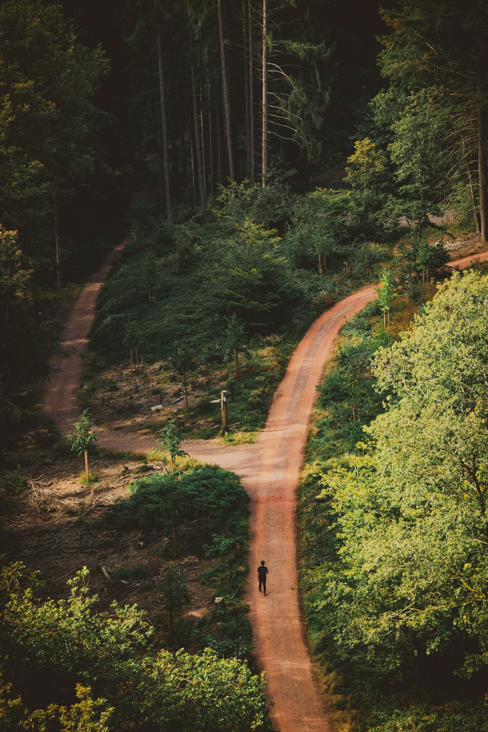 Una persona caminando por un camino de tierra en un bosque