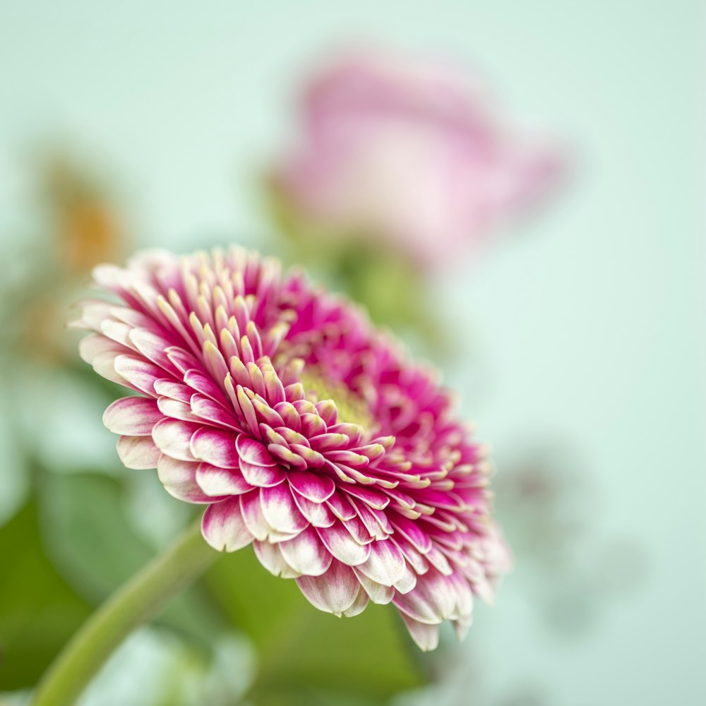 a close up of a flower