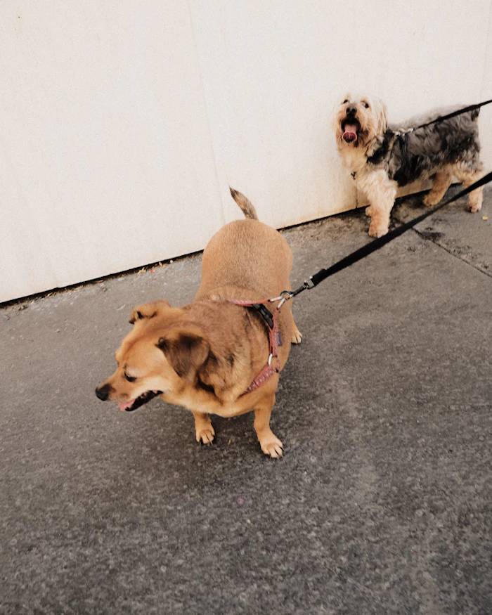 Cane al guinzaglio che abbaia verso un altro cane