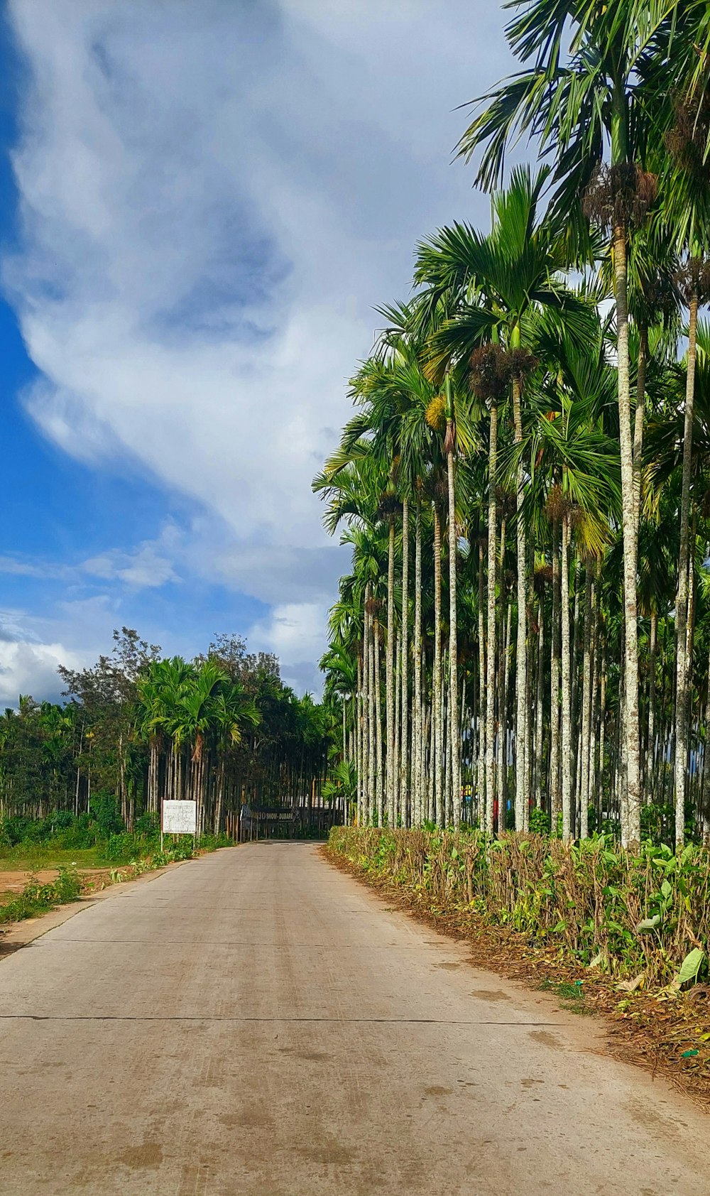 a dirt road with palm trees on either side of it